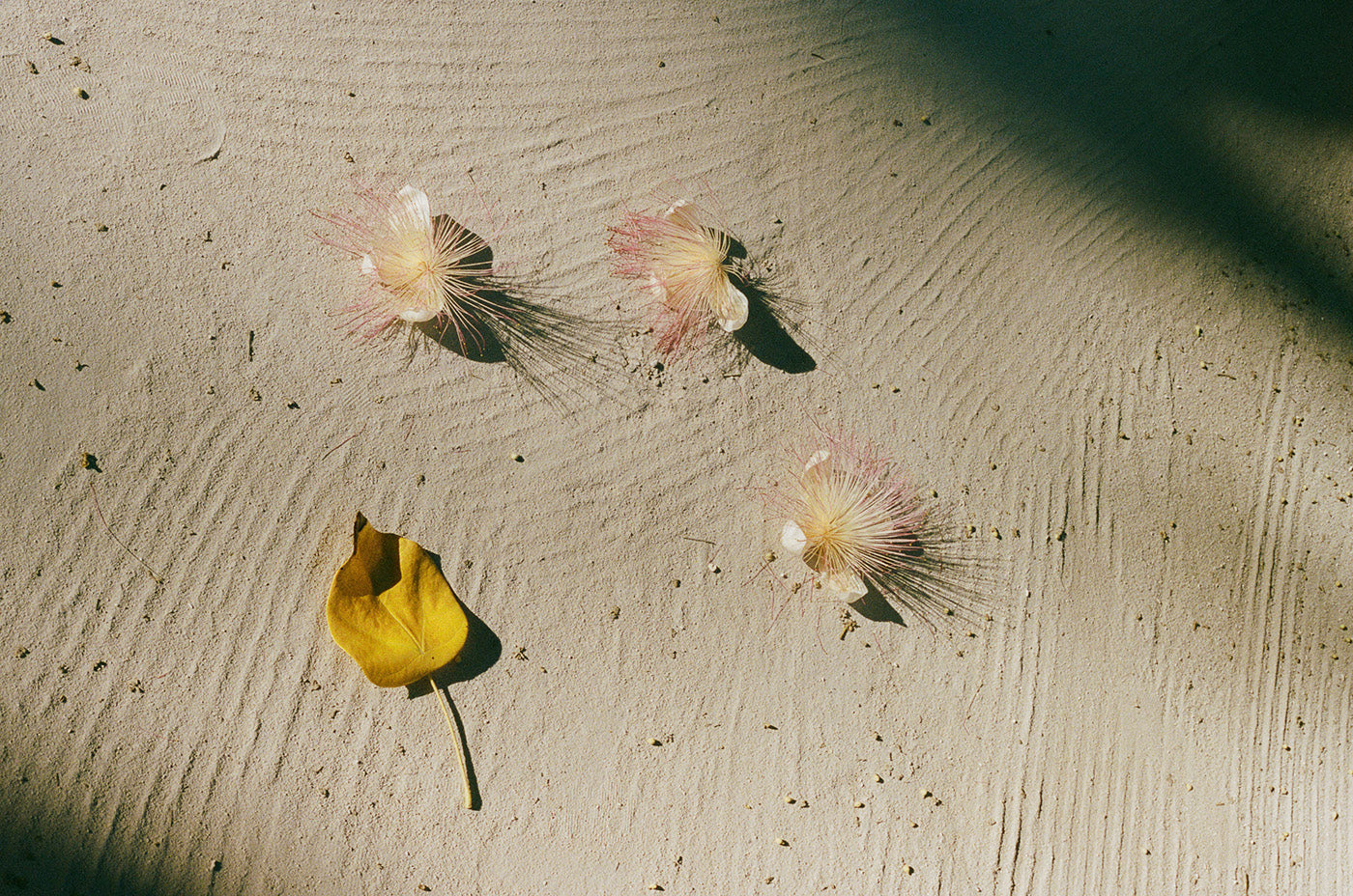 Barringtonia asiatica