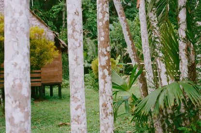 Árbol de cacao
