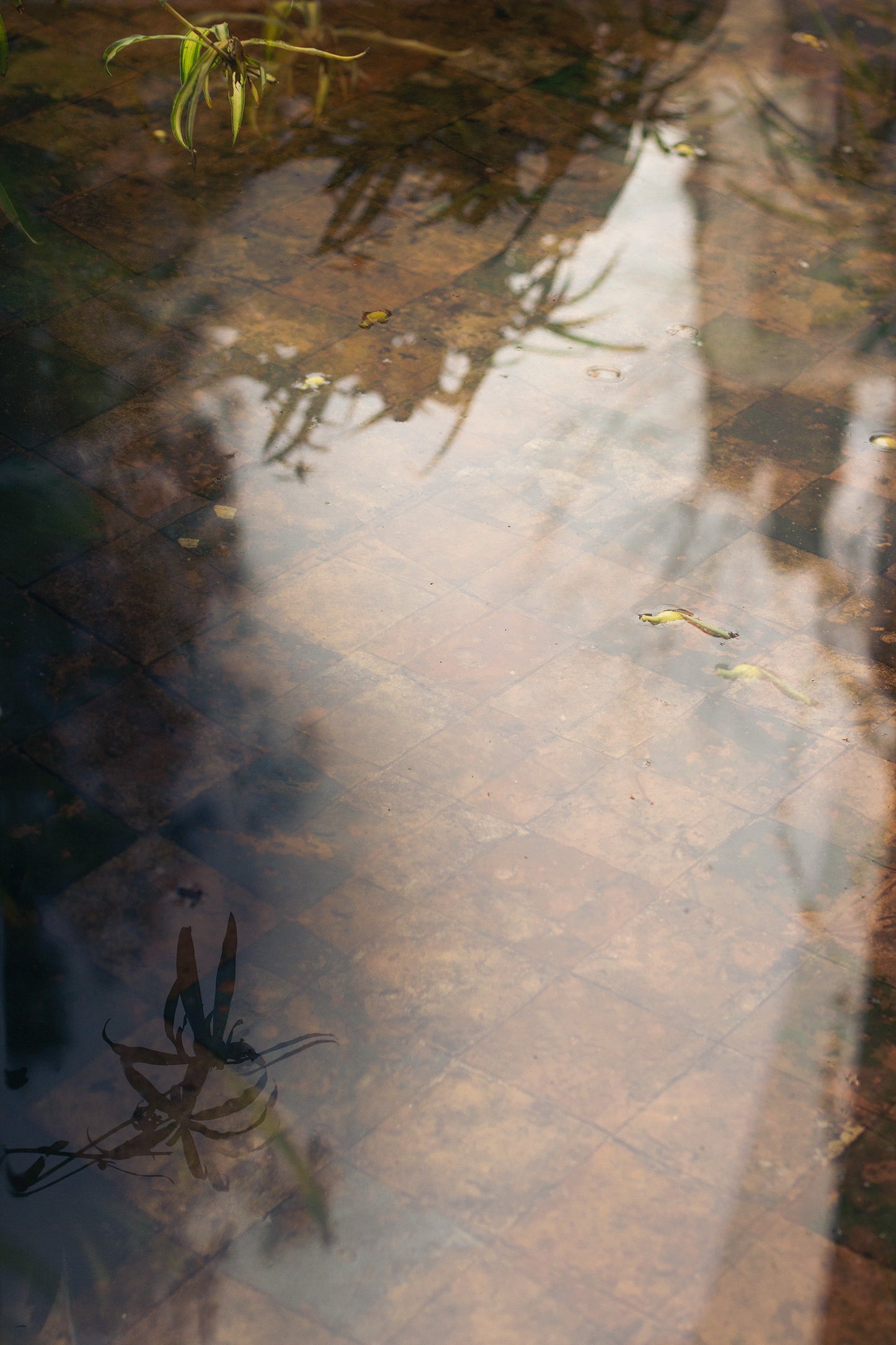 Reflejos Dueñas I