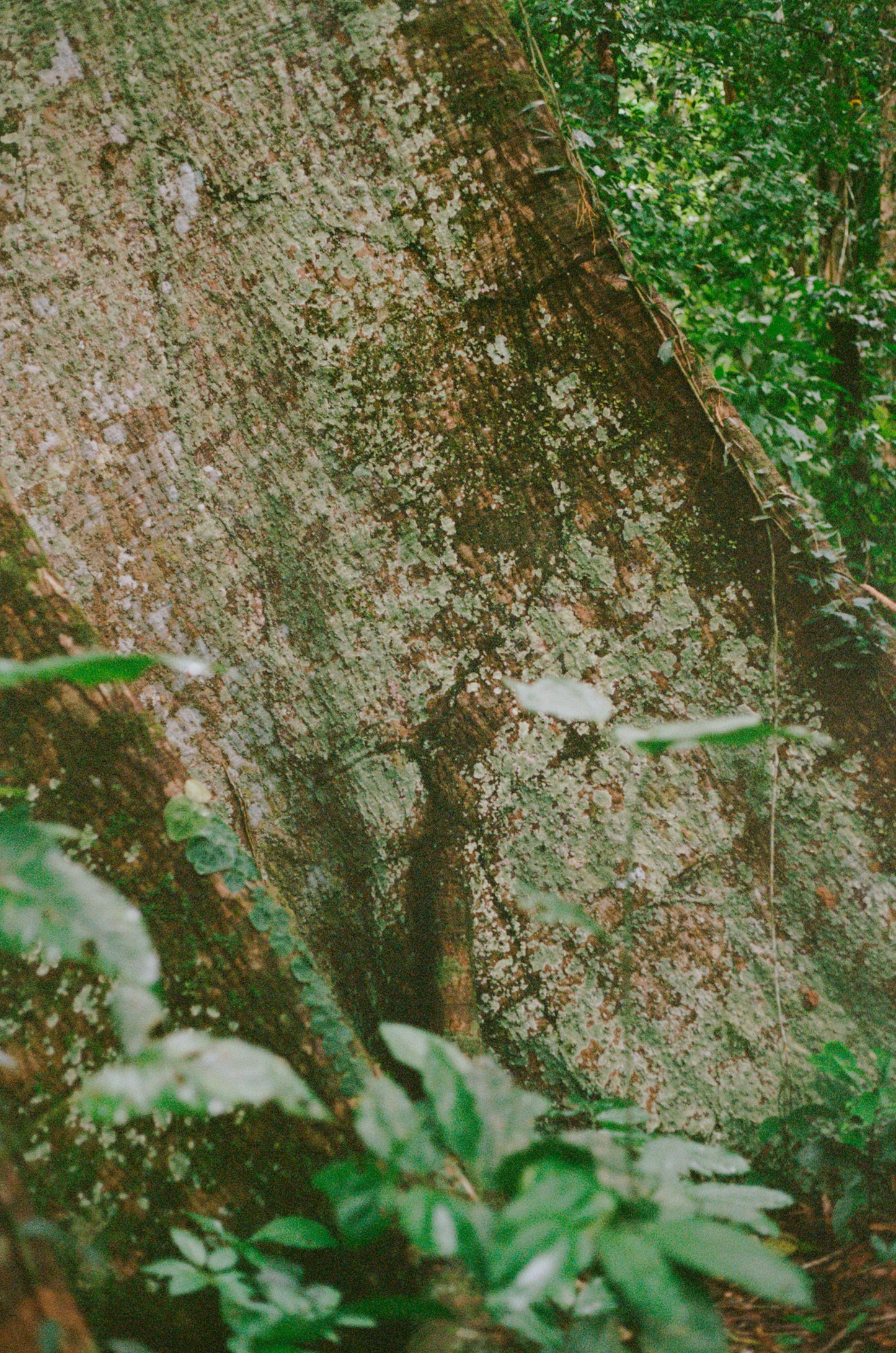 Shihuahuaco, árbol de la vida I