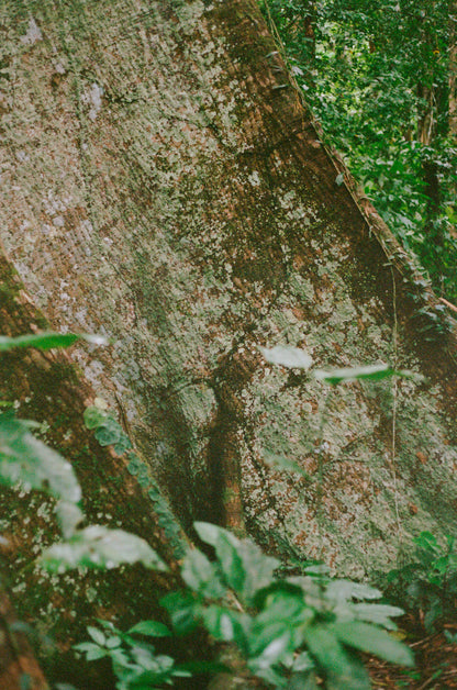Shihuahuaco, árbol de la vida I