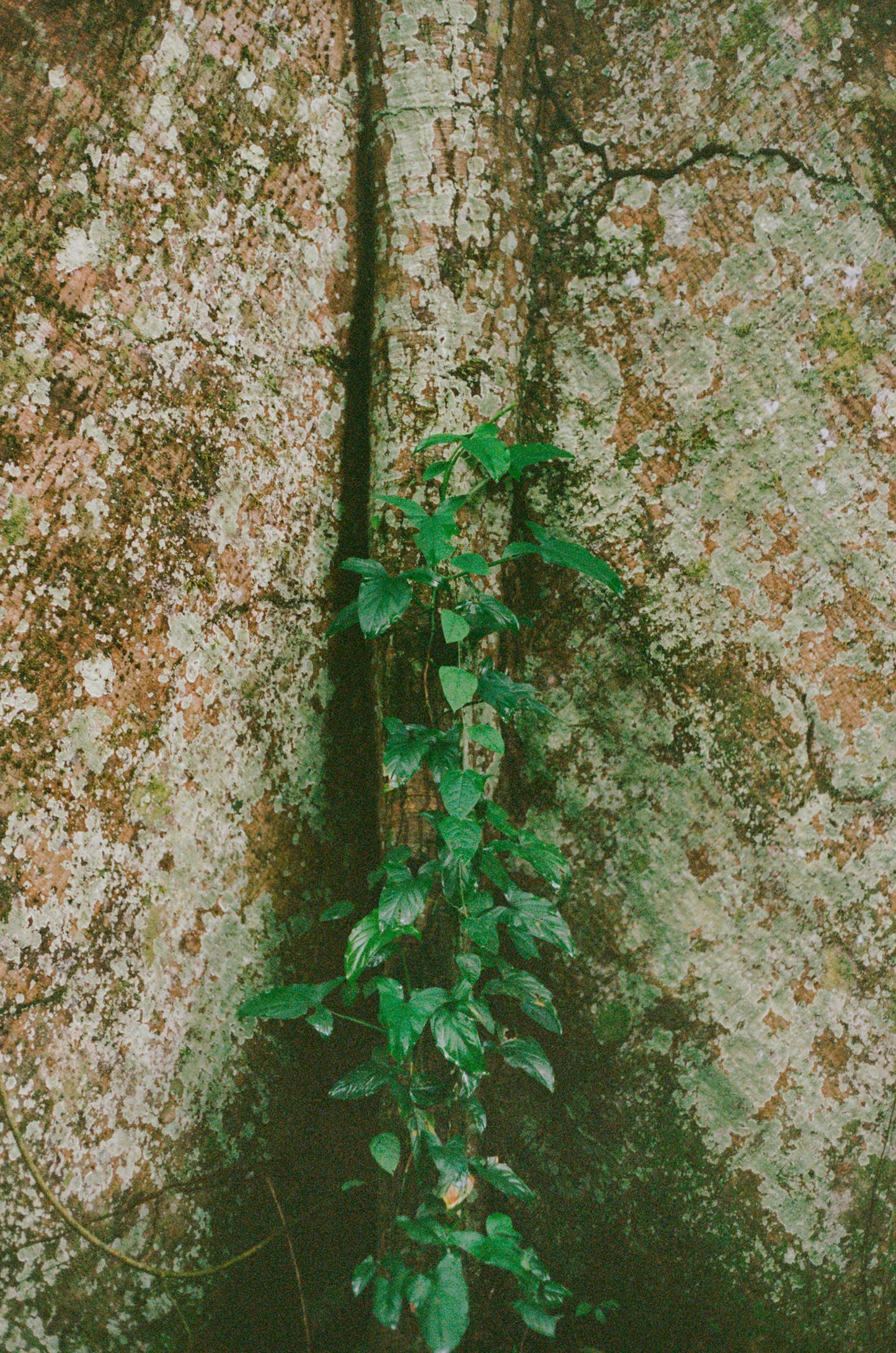 Shihuahuaco, árbol de la vida 2