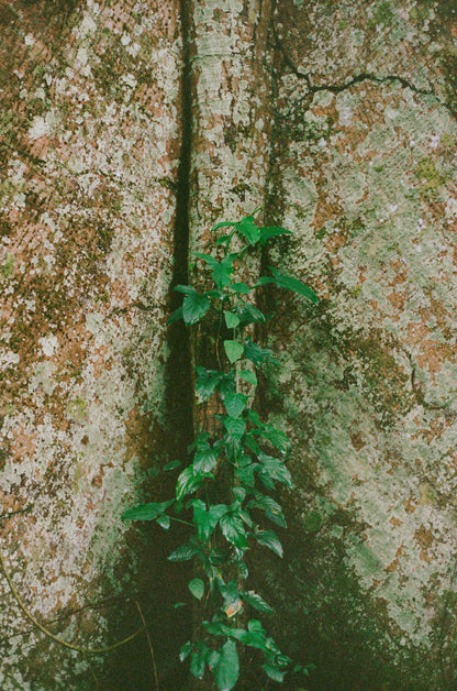 Shihuahuaco, árbol de la vida 2