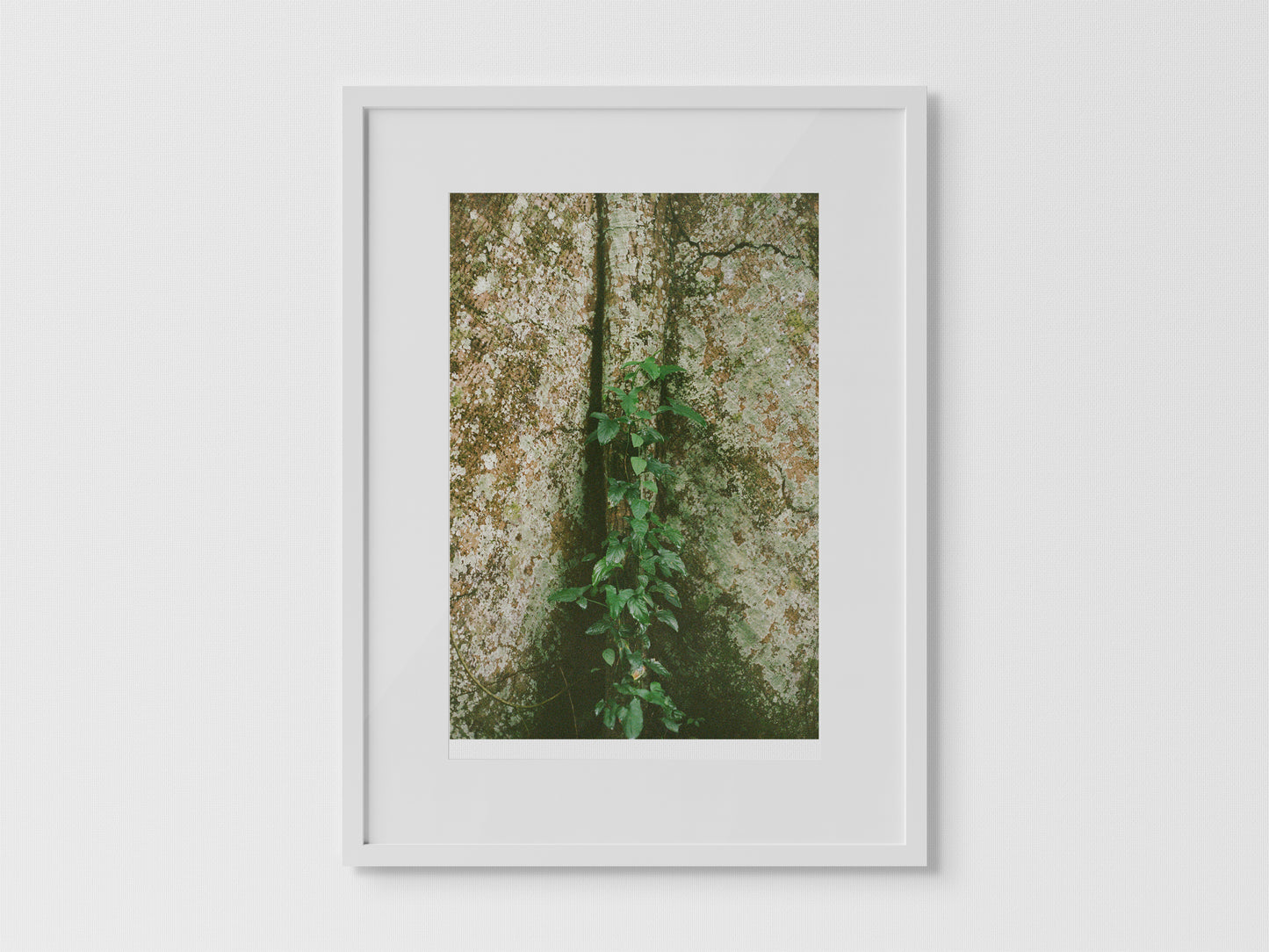 Shihuahuaco, árbol de la vida 2