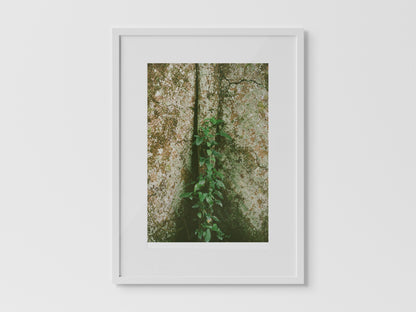 Shihuahuaco, árbol de la vida 2