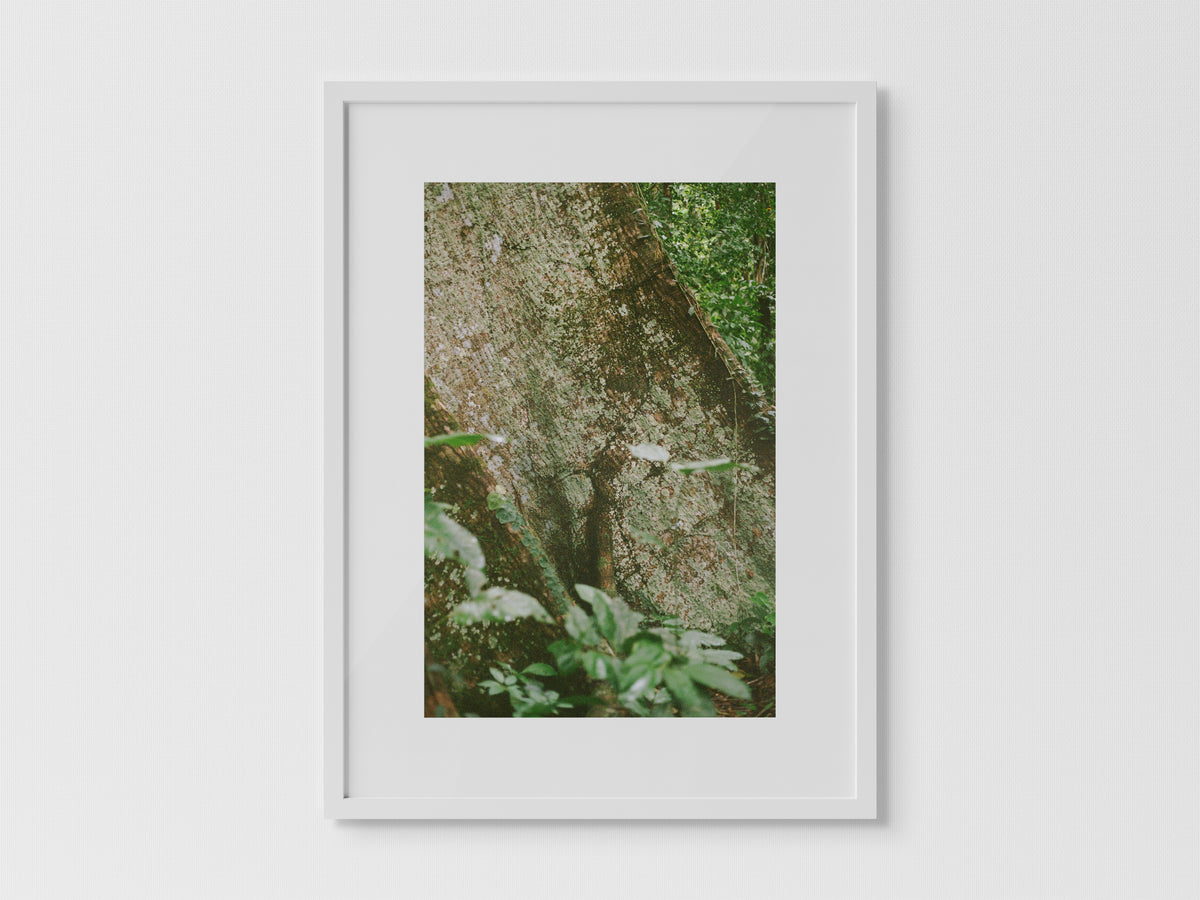 Shihuahuaco, árbol de la vida I