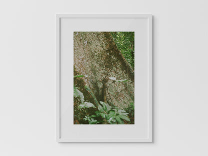 Shihuahuaco, árbol de la vida I
